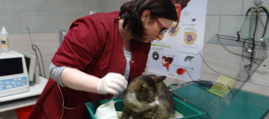 Kot był leczony przez kilak dni przez weterynarza. Jednak nie udało się go uratować