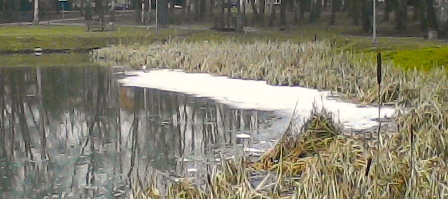 Biała piana w parkowym stawie przy ul. Gdańskiej w Giżycku