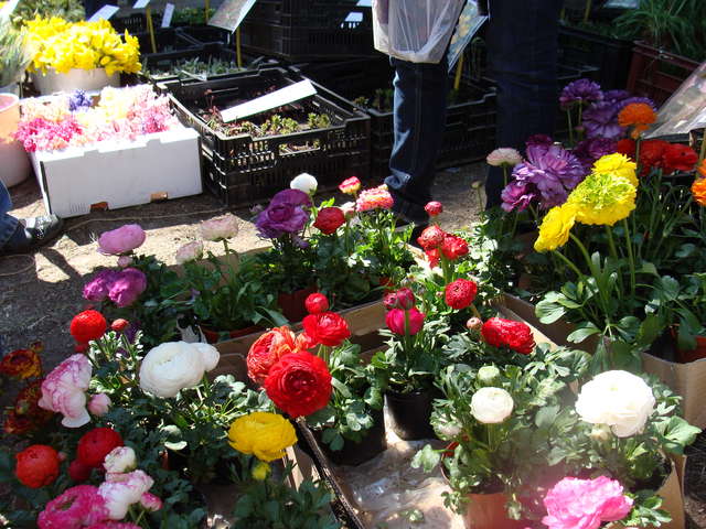 Wiosenne Targi Ogrodnicze „Pamiętajcie o ogrodach” już na stałe wpisały się w kalendarz wiosennych imprez w Olsztynie. Pierwsze odbyły się w 2009 roku - full image
