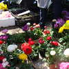 Kupisz sadzonki i miło spędzisz czas na targach ogrodniczych w Olsztynie już 23-24 kwietnia