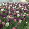 Ponad 40 tys. tulipanów, róż, narcyzów i hortensji. W Łazienkach Królewskich otwarto Ogród Holenderski