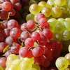 Producenci wina z winogron do 31 sierpnia składamy deklaracje
