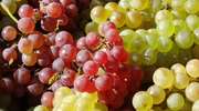 Producenci wina z winogron do 31 sierpnia składamy deklaracje
