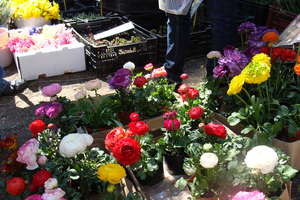 Kupisz sadzonki i miło spędzisz czas na targach ogrodniczych w Olsztynie już 23-24 kwietnia