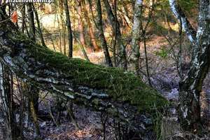 Wiosenny las pod Bratianem