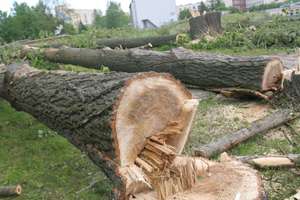 Setka drzew zniknie z Olsztyna