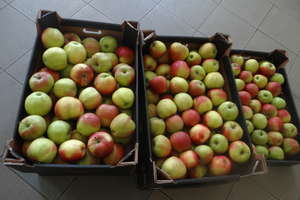 Rozdajemy jabłka