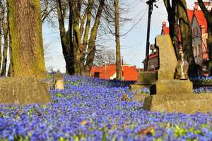 Cmentarz tonie w wiosennych kwiatach. 
Piękne zdjęcia Grzegorza Stachowicza