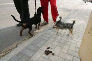 Dlaczego ludzie nie sprzątają po swoich psach? — pyta mieszkanka Lubawy 