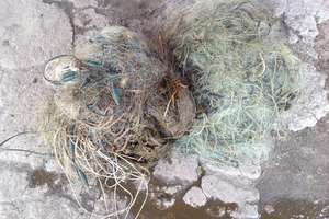 Uwolnili 185 kilogramów ryb z sieci kłusowników 
