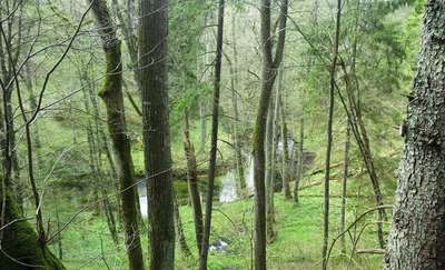 Rowerowa obwodnica Olsztyna (13): Tęczowy Las - Leśniczówka Zazdrość - Zerwany most na Łynie - Ruś - Tęczowy Las