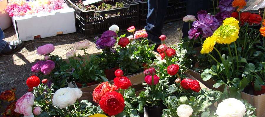 Wiosenne Targi Ogrodnicze „Pamiętajcie o ogrodach” już na stałe wpisały się w kalendarz wiosennych imprez w Olsztynie. Pierwsze odbyły się w 2009 roku