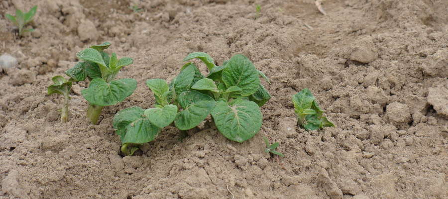 W pierwszym roku po zastosowaniu obornika wykorzystanie składników pokarmowych przez ziemniaki, może wynieść jedynie do 30 proc. azotu i fosforu 