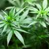 Będą legalne uprawy marihuany w Polsce