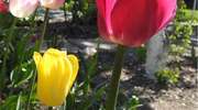 Dywany z tulipanów w przydomowych ogródkach