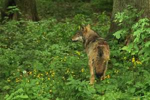 Dzik przepłoszył wilka? Zobacz niezwykłe nagranie z lasu