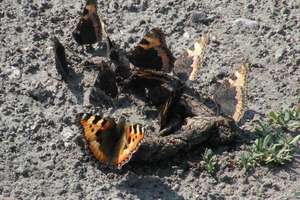 Motyl na odchodach czyli entomologiczne mity i rzeczywistość 