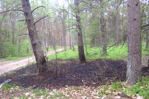 Pożar poszycia w lesie