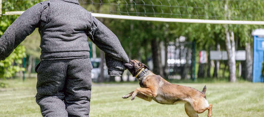 W sprawdzianie wzięło udział sześć psów i ich przewodnicy z komend policji w Elblągu, Iławie i Braniewie