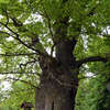 Pomóżmy Bażyńskiemu zdobyć tytuł drzewa roku
