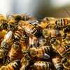 Pestycydy — wspólne cierpienie człowieka i pszczoły