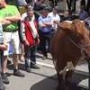 Producenci mleka protestują przeciwko niskim cenom skupu