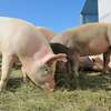 Rekompensaty z tytułu zaprzestania produkcji świń dla gospodarstw  utrzymujących nie więcej niż 50 sztuk 