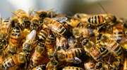Pestycydy — wspólne cierpienie człowieka i pszczoły