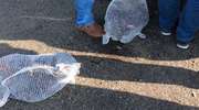 Żywe kury w plastikowych workach, królik w worku. Tak wygląda handel zwierzętami na targowisku