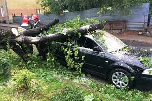 Drzewo zmiażdżyło samochód zaparkowany przy Portowej
