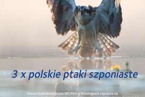 3x polskie ptaki szponiaste - wystawa