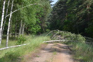 Uważajcie na leśnych ścieżkach na połamane i wiszące konary drzew