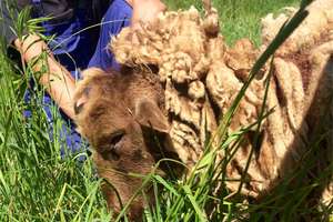 Okaleczoną i  wycieńczoną  owcę  uratowała czujność dzieci           