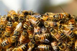 Można składać wnioski na dotacje do pszczół