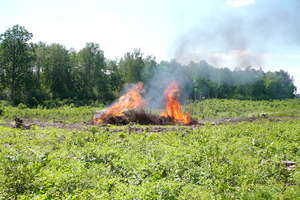 Akcja Łyna-16. Kontrolowany pożar w olsztyńskich lasach [FILM]