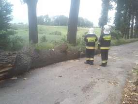 Drzewo powalone w okolicach Sątop.