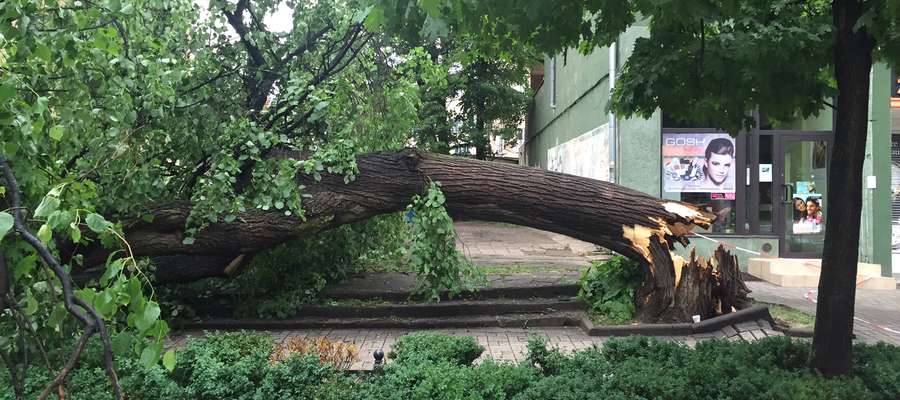 Wichura powaliła drzewo na Starym Mieście w Olsztynie