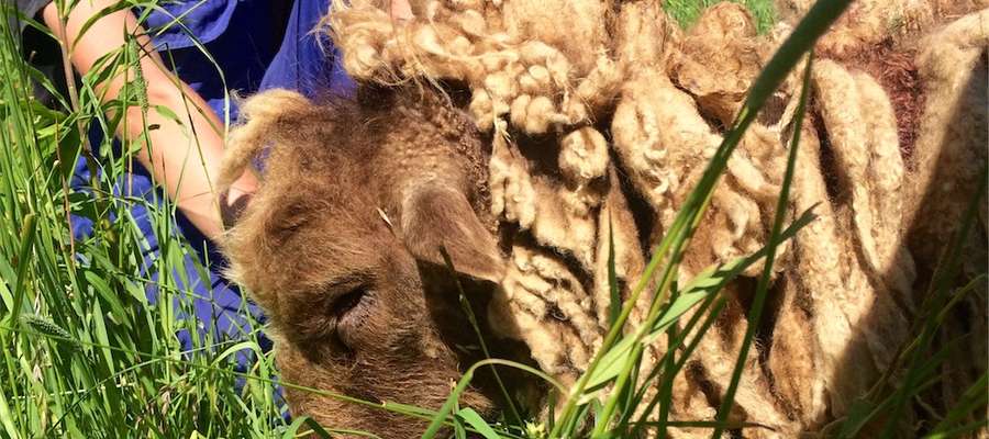 Owca dopiero po dwóch dniach w schronisku zaczęła samodzielnie jeść. Była też skrajnie odwodniona