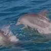 Stado delfinów u wybrzeży Australii
