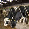 Ograniczenie dostaw mleka - przyjmowanie wniosków do 14 lutego 