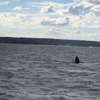 10-metrowy wieloryb zaplątał się w sieci na wysokości plaży na Westerplatte w Gdańsku