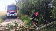 Strażacy usuwali połamane drzewa i konary