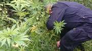 Plantacja konopi indyjskich rosła w lesie pod Ostródą