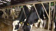 Ograniczenie dostaw mleka - przyjmowanie wniosków do 14 lutego 