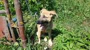 Ktoś porzucił psa i przywiązał go do ogrodzenia. Policjanci szukają właściciela