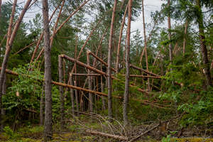 Ogromne straty w Nadleśnictwie Giżycko. Wprowadzono zakaz wstępu do lasu w kliku leśnictwach