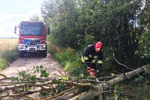 Strażacy usuwali połamane drzewa i konary 