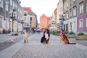 Profesjonalny plac zabaw dla psów ma szansę powstać w Olsztynie [WIZUALIZACJE]