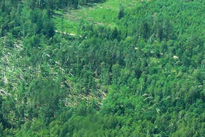 Lasy zniszczone po ostatnich wichurach. Zdjęcia z lotu ptaka