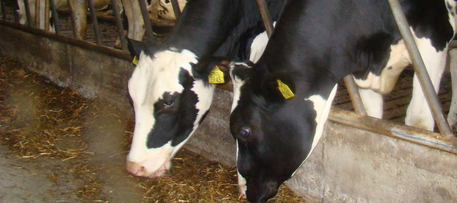 Stawka pomocy do redukcji dostaw mleka została określona na poziomie 14 euro do 100 kg zredukowanej ilości mleka
